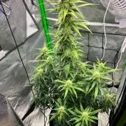 Gorilla zittles fastbuds