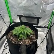 Gorilla Z auto experiment