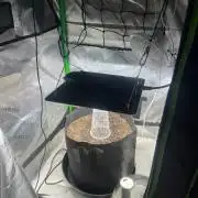 Gorilla Z auto experiment