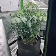 Auto fun