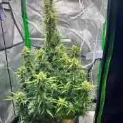 Gorilla zittles fastbuds
