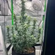 Gorilla zittles fastbuds