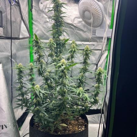 Gorilla zittles fastbuds