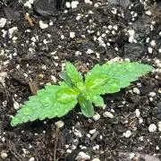 Gorilla Z auto experiment