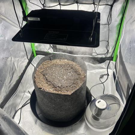 Gorilla zittles fastbuds