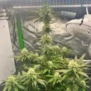 Auto fun