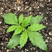 Gorilla Z auto experiment