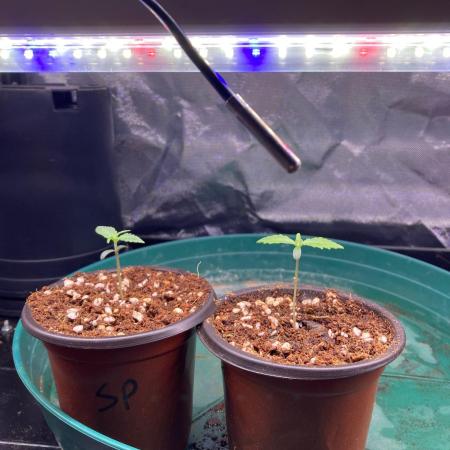 SadBoyFarms Grow Diary #1
