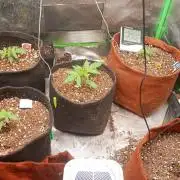 AUtomaticas medicinais