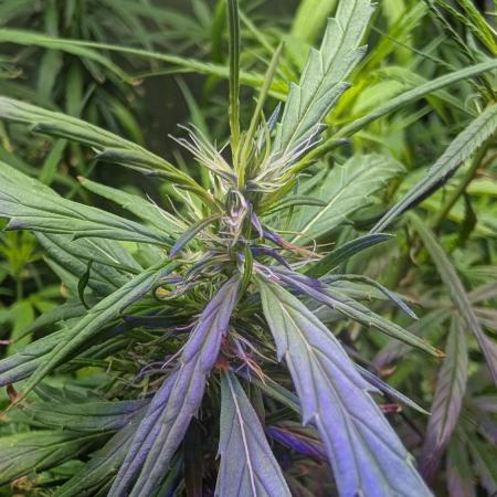Mekhong (experimental grow)