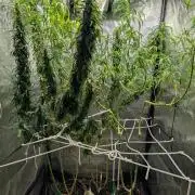 Mekhong (experimental grow)
