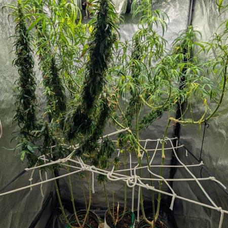 Mekhong (experimental grow)