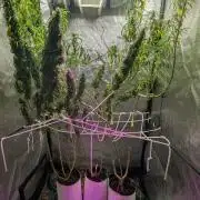 Mekhong (experimental grow)
