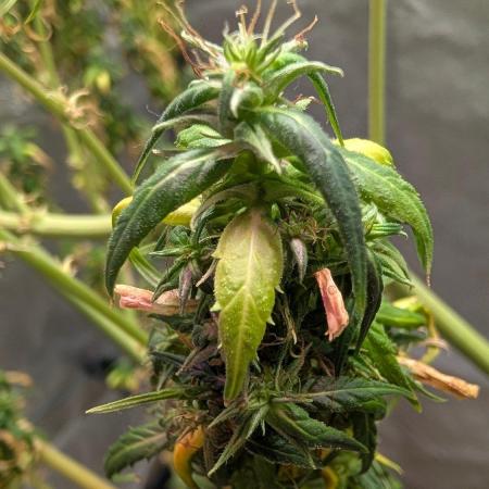 Mekhong + Lebanese (experimental grow)