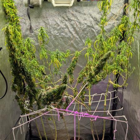 Mekhong + Lebanese (experimental grow)