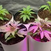 Mekhong (experimental grow)