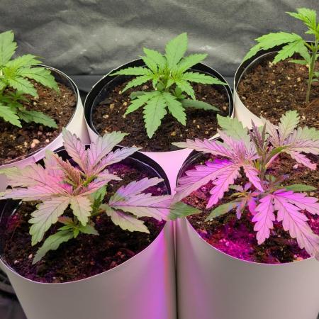 Mekhong (experimental grow)