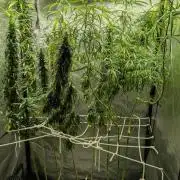 Mekhong (experimental grow)