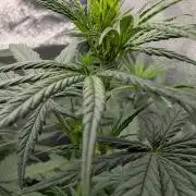 Lebanese (experimental grow)
