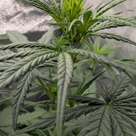 Lebanese (experimental grow)