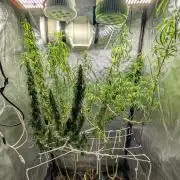 Mekhong (experimental grow)