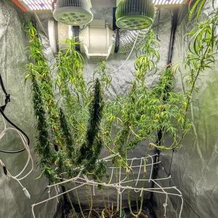 Mekhong (experimental grow)