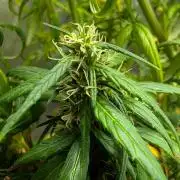 Mekhong (experimental grow)