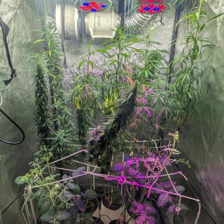 Mekhong (experimental grow)