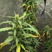 Mekhong (experimental grow)