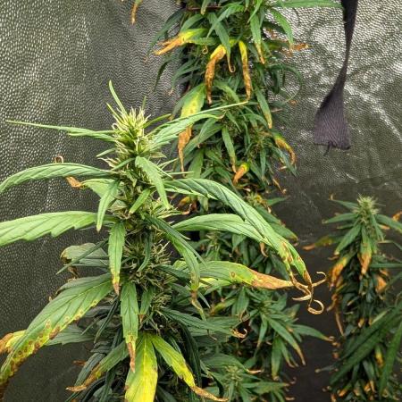Mekhong (experimental grow)