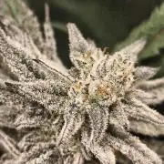Frozen OG