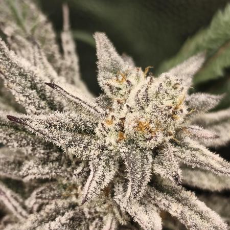 Frozen OG