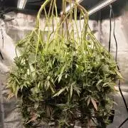 Pineapple Express
