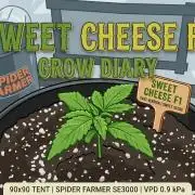 My first indoor grow