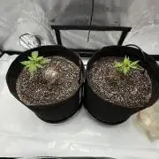 Sour Strawberry x Solmate - CremeDeCanna