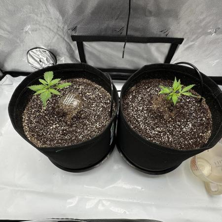 Sour Strawberry x Solmate - CremeDeCanna