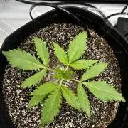 Hoku Seeds - Mixed Type II Autos