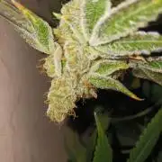 Orange cake