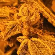 Orange cake