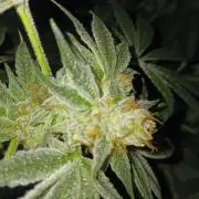 Orange cake