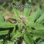 Sour Crack