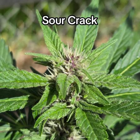 Sour Crack