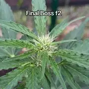 Final Boss f2