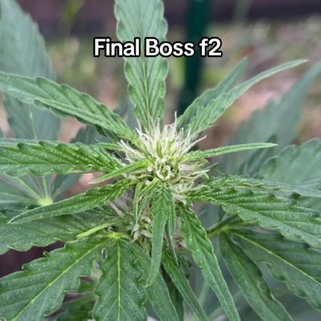 Final Boss f2