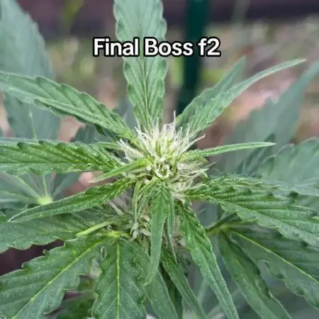 Final Boss f2