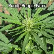 Purple People Eater Auto