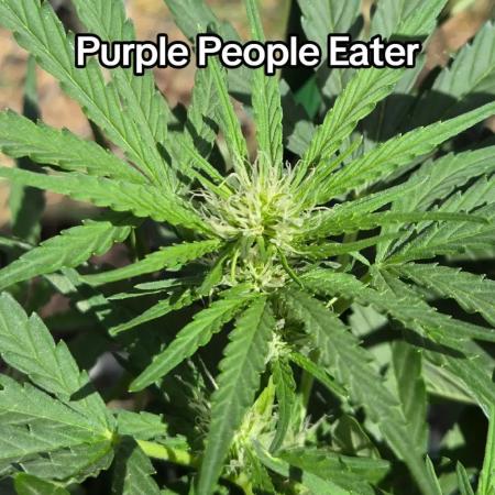 Purple People Eater Auto