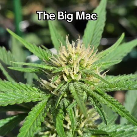 The Big Mac Auto