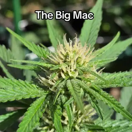 The Big Mac Auto
