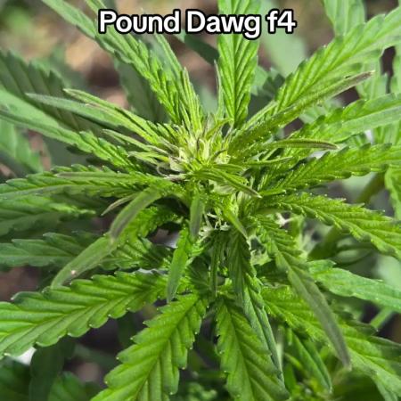 Pound Dawg f4